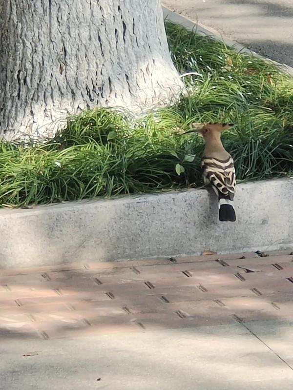 《路邊的豹紋鳥》