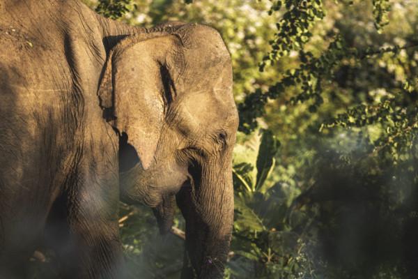 疫情過後我想帶你去悶熱的斯里蘭卡南部