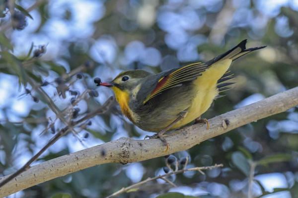 相思鳥,你怎能如此迷人? 相思鳥,你怎能如此迷人?