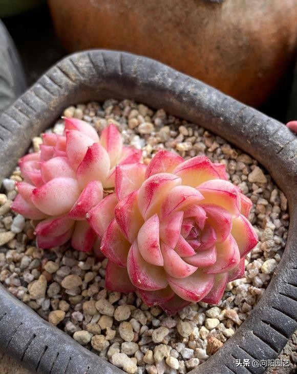 養好多肉很容易，工地挖點河沙，純河沙也能養多肉，根系超發達