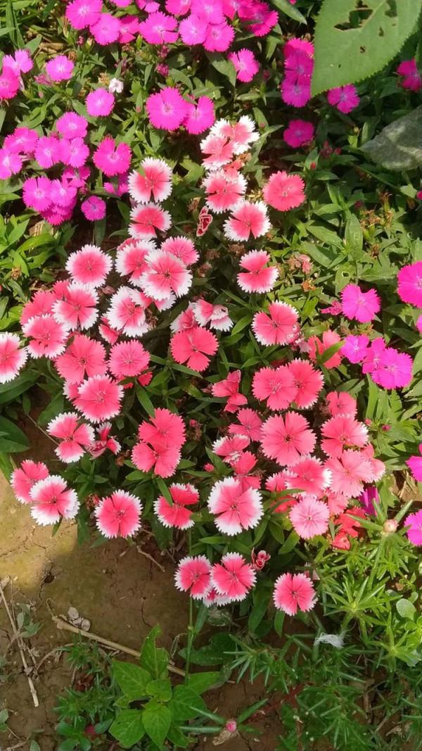 深切緬懷毛主席