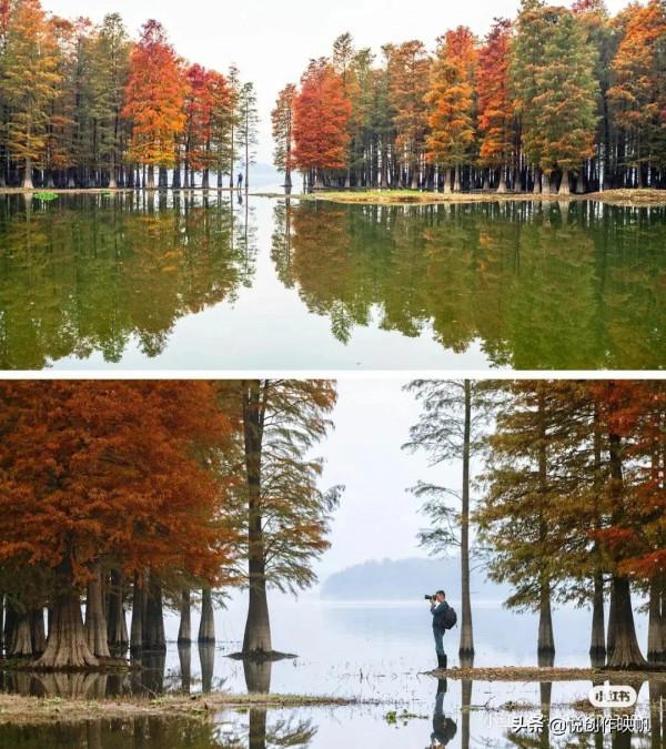 浙江紅杉林景點