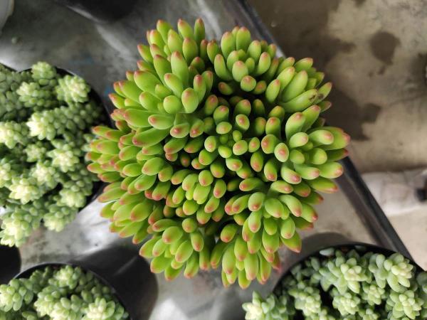 秋天養多肉，就養這5種，呼呼冒小芽