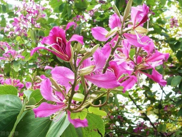 天生麗質一一“招財”的紫荊花（散文）