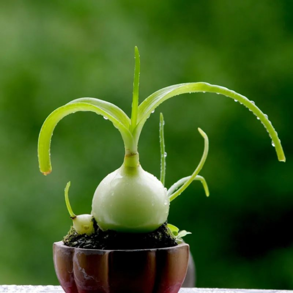 24種帶有&OpenCurlyDoubleQuote;虎&rdquo;字的植物，有些花卉名稱都沒聽過，你認識幾種？