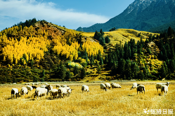 秋色浸染祁連山，大都麻色彩斑斕惹人醉