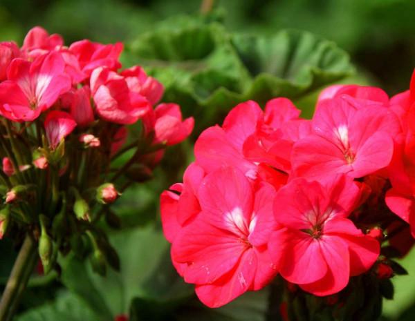 什麼時間扦插天竺葵好?如何扦插成活率高? 什麼時間扦插天竺葵好?如何扦插成活率高?