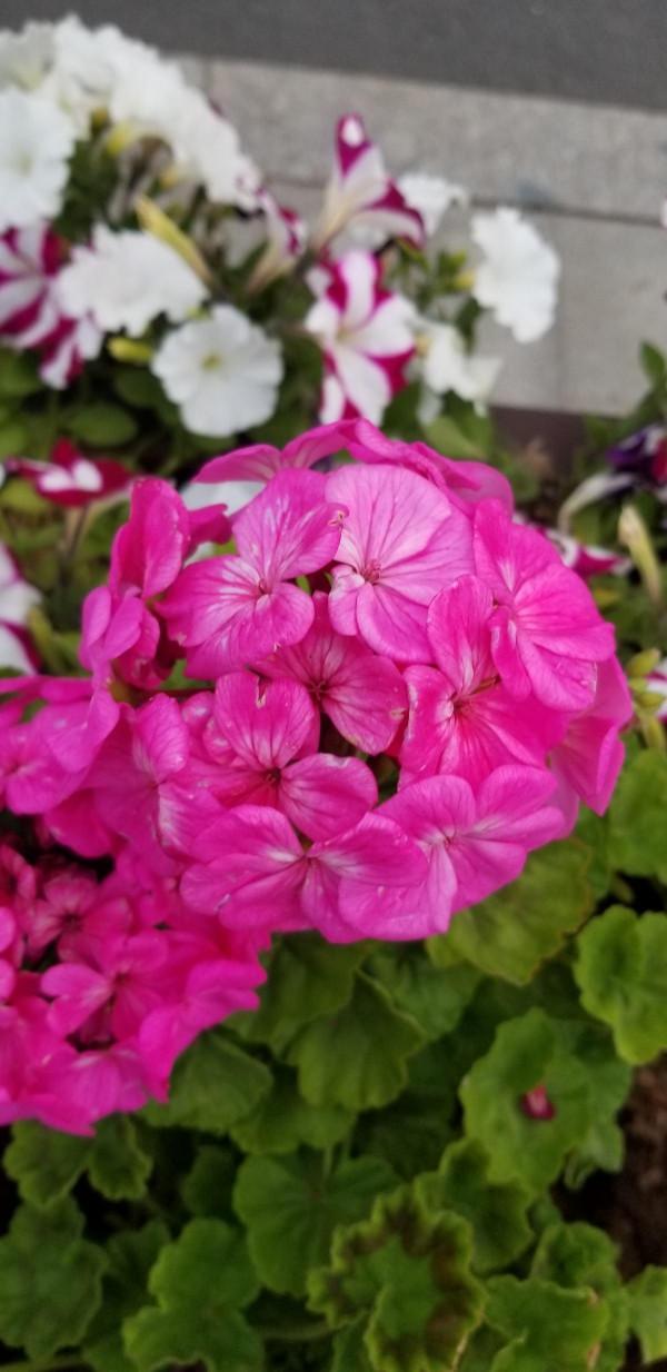 4種花現在是反季節，買回家就是交“智商稅”，白花冤枉錢