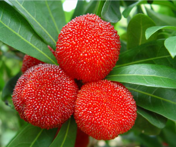 央視《新聞聯播》點贊!他是“糧食英雄”葉明兒 央視《新聞聯播》點贊!他是“糧食英雄”葉明兒