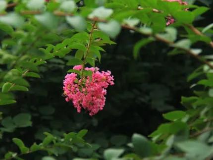 分享——紫薇花