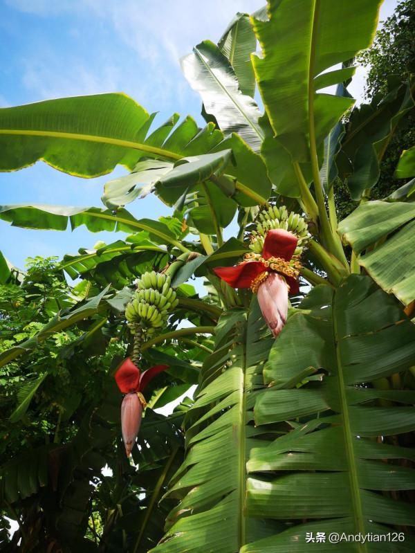 廣州新塘瓜嶺村遊記