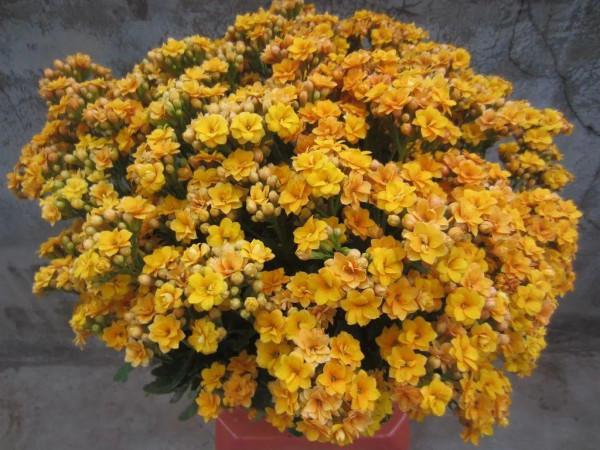 5種“懶人花”適合客廳養，怎麼折騰也不死，越是“賤養”越爆棚