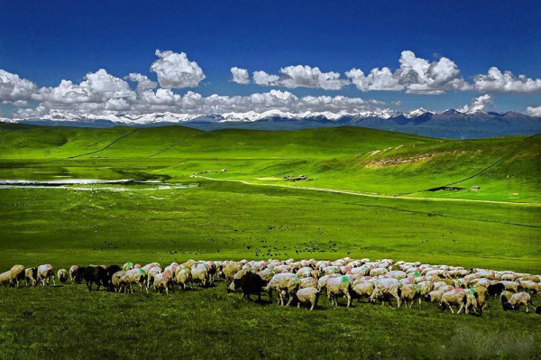 我在青海高原的五年騎兵生活（六）——河卡抓小鴨、草原放馬趣事