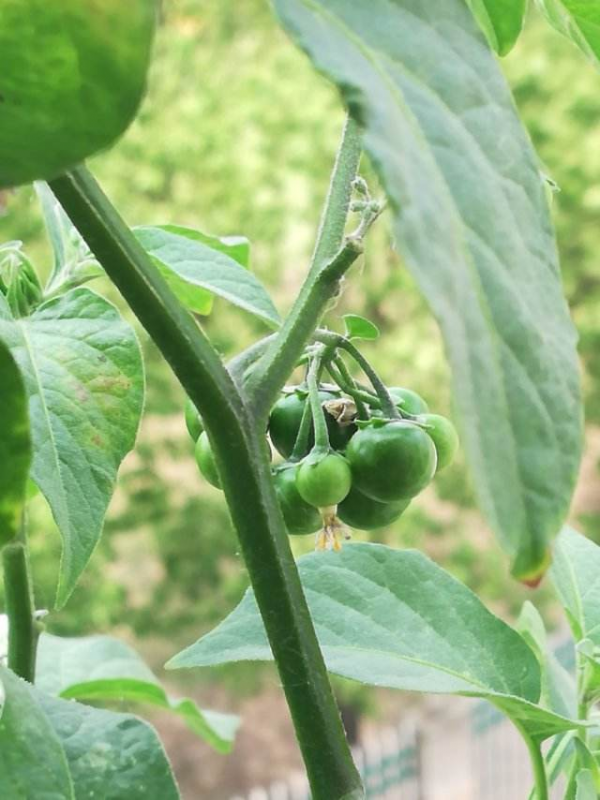 充滿家鄉味的8種野菜,每次回老家,老媽都端一盆上桌蘸醬 充滿家鄉味的8種野菜,每次回老家,老媽都端一盆上桌蘸醬