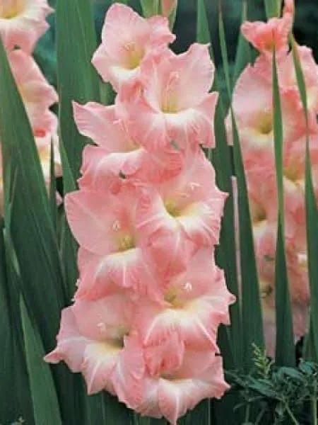 搖曳多姿的劍蘭 搖曳多姿的劍蘭