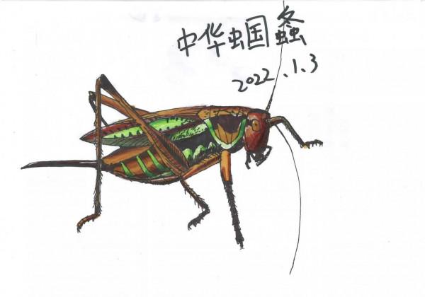 冬天見不到昆蟲，只能自己畫了