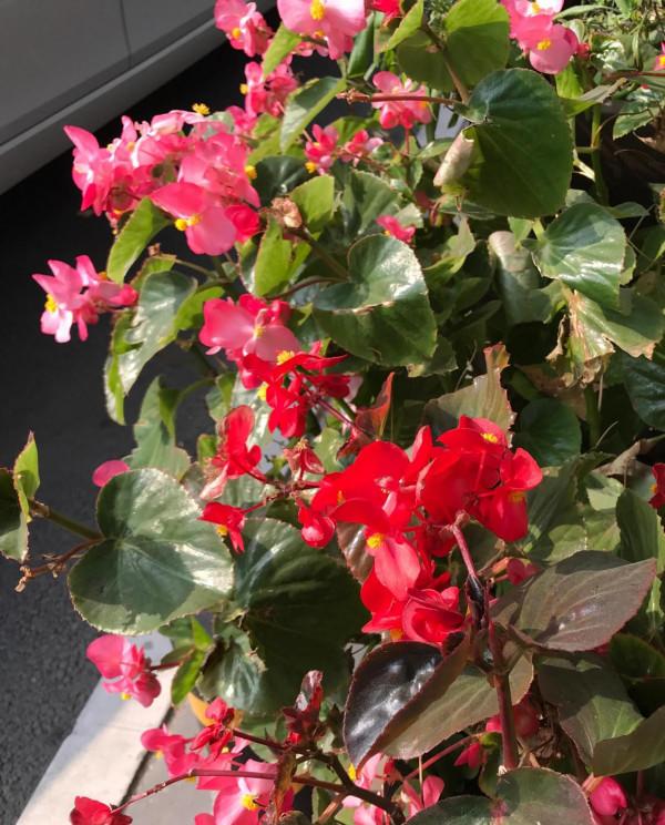 日壇路—日壇公園—芳草地小學 日壇路—日壇公園—芳草地小學