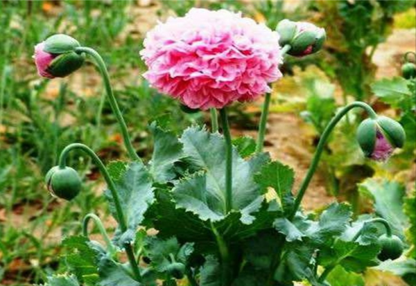 “越漂亮的花越有毒”!認識11種“有毒植物”,遠離危害 “越漂亮的花越有毒”!認識11種“有毒植物”,遠離危害