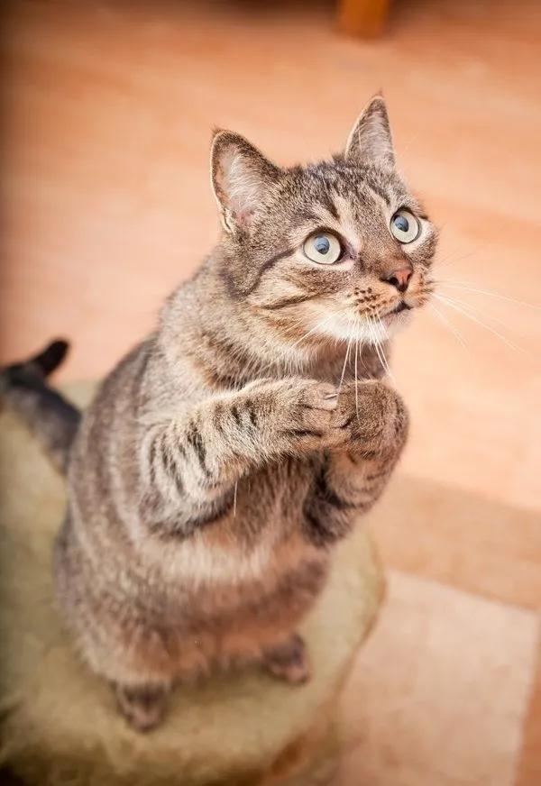 60多張有趣且可愛的貓看了讓人心情愉快