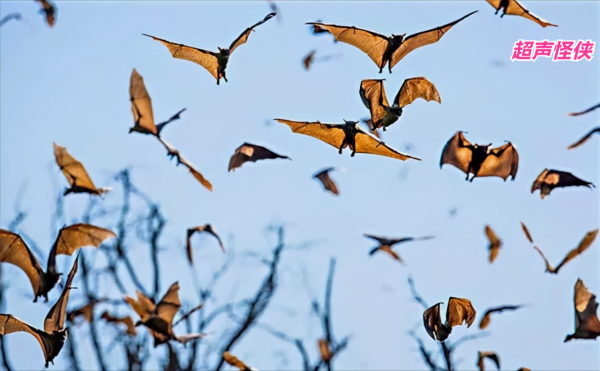 世界之迷，沒有GPS定位遷徙幾萬公里，為什麼動物始終不會迷路？