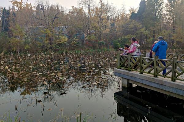 “稀客”駕到！野生白天鵝做客中山公園
