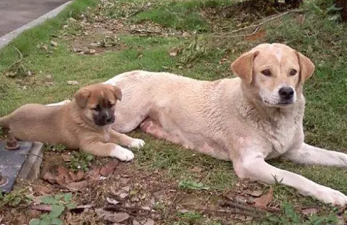 小狗有這“六個舉動”,證明它把你當“狗媽媽”了 小狗有這“六個舉動”,證明它把你當“狗媽媽”了