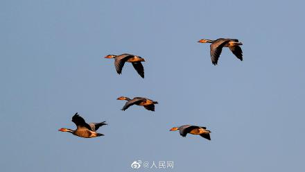 福建首次記錄到新鳥種斑頭雁 福建首次記錄到新鳥種斑頭雁