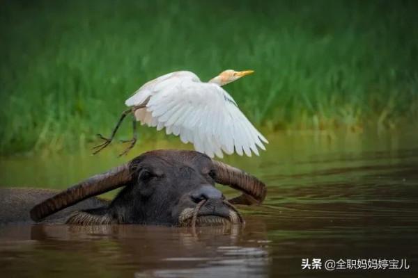 分享——40張極其少見的鳥