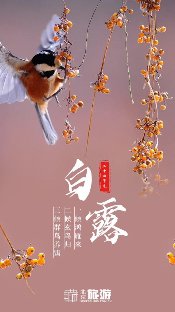 免費!這個浪漫如普羅旺斯的花海,就在咱北京! 免費!這個浪漫如普羅旺斯的花海,就在咱北京!