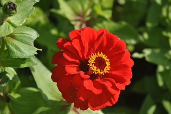 待得菊開時,誰曉其中味?——歷史上的詠菊詩 待得菊開時,誰曉其中味?——歷史上的詠菊詩