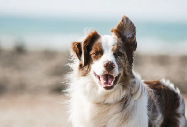 狗狗排行榜之無攻擊性的犬種，最適合家養了