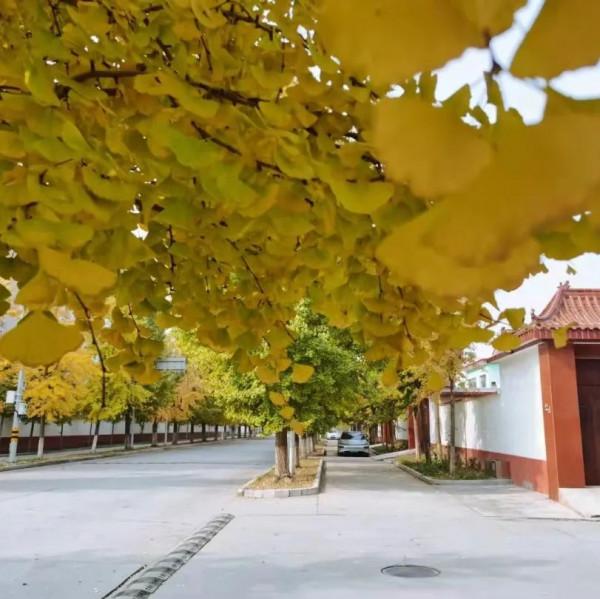 快來，房山這條“金色”打卡聖地又到最美時刻！多圖記錄美好瞬間