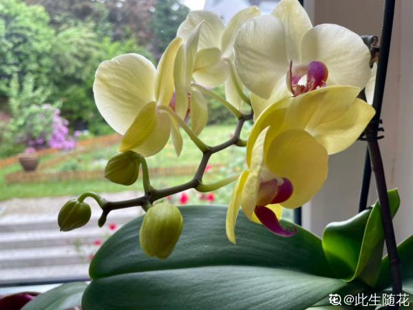 春節的蝴蝶蘭挺不過夏天?做好4點,妙手回春不是夢 春節的蝴蝶蘭挺不過夏天?做好4點,妙手回春不是夢