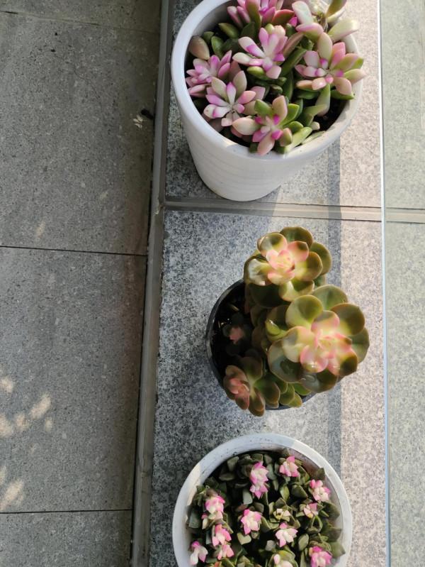 沐錦的生活日記~養花 沐錦的生活日記~養花