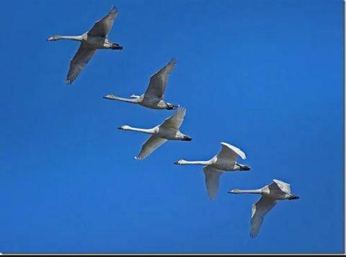 當代散文||心中的白天鵝 當代散文||心中的白天鵝