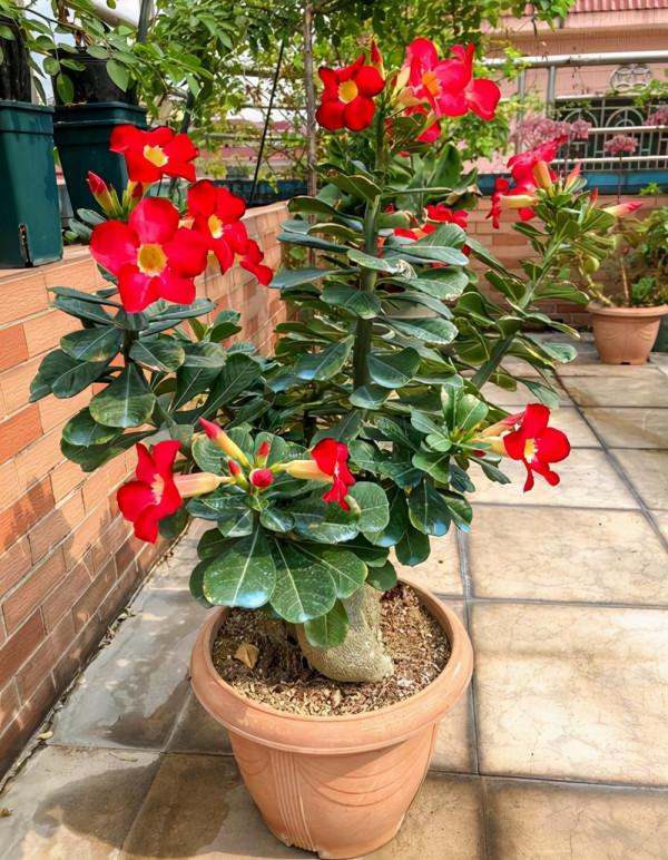 6種“肥胖花”冬天餓著養，越餓越長壽，多澆一杯水，黃葉死翹翹