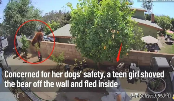 17歲少女護狗心切 竟徒手推棕熊 一把就將熊推出了牆外 影片為證