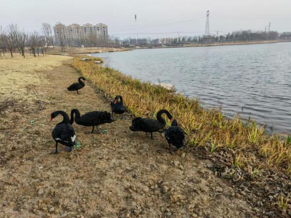 汝州城市中央公園鸛魚湖裡飛來6只黑天鵝!帶你“近距離”觀賞 汝州城市中央公園鸛魚湖裡飛來6只黑天鵝!帶你“近距離”觀賞