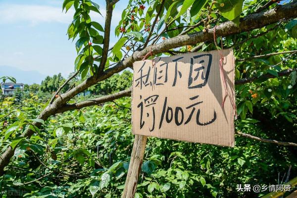 紅極一時的農村“採摘樂”,為何逐漸被大眾冷落 紅極一時的農村“採摘樂”,為何逐漸被大眾冷落