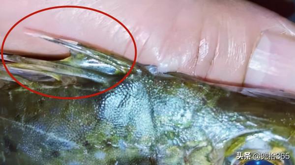 廣西一男子海釣大豐收,回家後妻子就宰魚,一條沒弄完卻往醫院跑 廣西一男子海釣大豐收,回家後妻子就宰魚,一條沒弄完卻往醫院跑