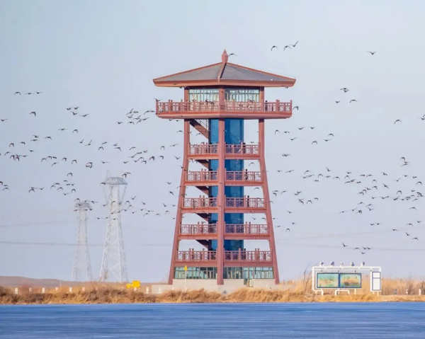 宅家“雲遊”草湖溼地,林草人帶您一起去觀鳥 宅家“雲遊”草湖溼地,林草人帶您一起去觀鳥