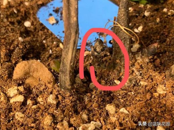 冬肥施的好，開春花量翻一倍，用錯肥爛根死芽，收空盆