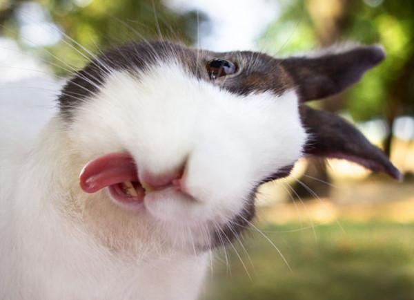 吐舌頭的小動物真可愛