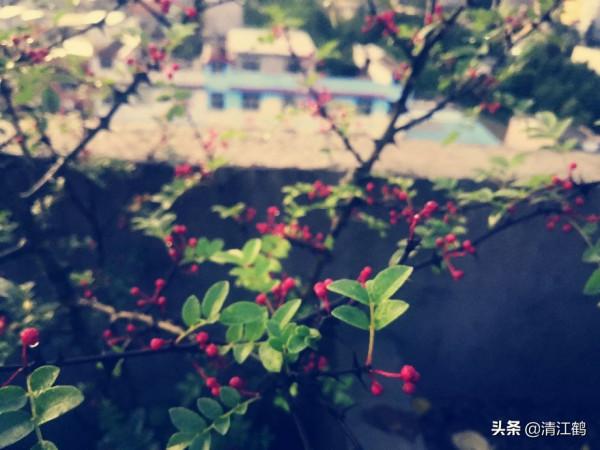 花椒在什麼時候採收才會色澤鮮豔靚麗,麻香味最濃 花椒在什麼時候採收才會色澤鮮豔靚麗,麻香味最濃