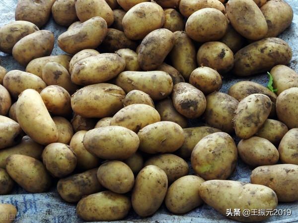 市場上蒜黃7元一斤,成本高,風險大,冷庫土豆漲錢有希望嘍 市場上蒜黃7元一斤,成本高,風險大,冷庫土豆漲錢有希望嘍