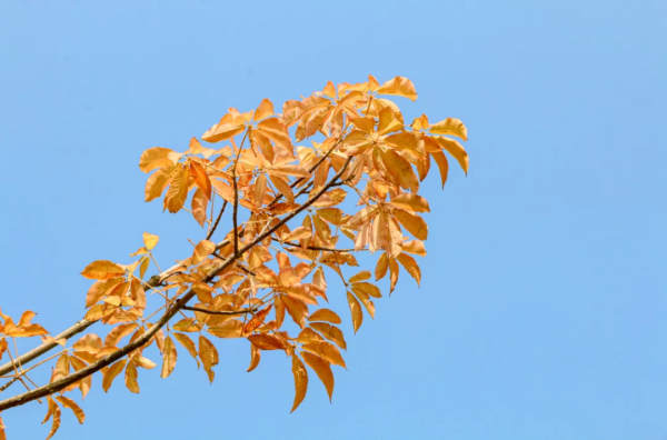 高新的秋天,每一張都是桌布! 高新的秋天,每一張都是桌布!