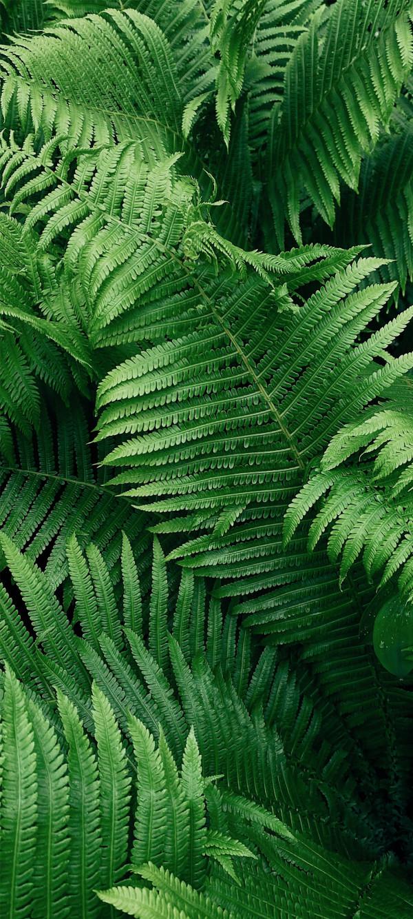 高畫質、完美、無水印的養眼綠植桌布，只送給懂行的你