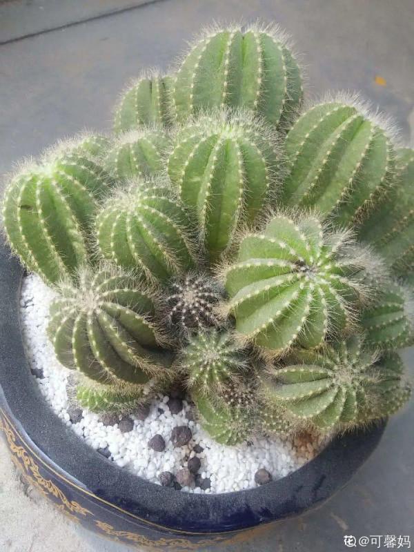 冬天6類花，葉片和花苞別噴水，一噴就爛了