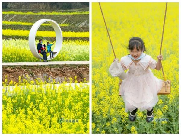 「圖集」直擊恩陽首屆油菜花節現場