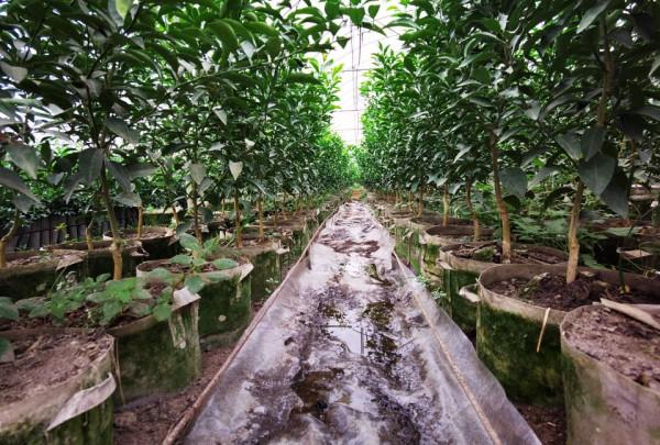 中央植物工廠連鎖模式-柑桔標準化育苗種植的踐行者(1) 中央植物工廠連鎖模式-柑桔標準化育苗種植的踐行者(1)